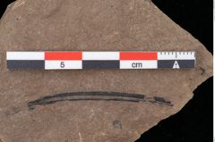 Foto (Detailansicht) von Pinus laricio Poiret (NHMW-GEO-2024-0188-0237)